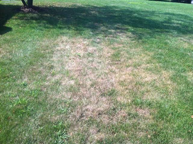 Protect your lawn against black beetles before they take over!