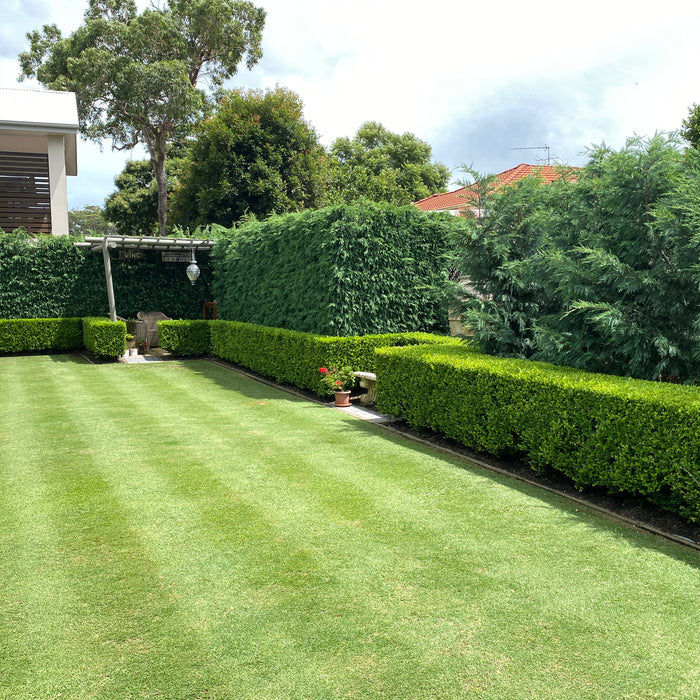 How Do The Experts Care For Their Lawns?